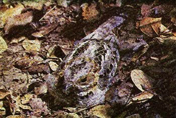 Pg11-1, SOUTH AFRICAN NIGHTJAR