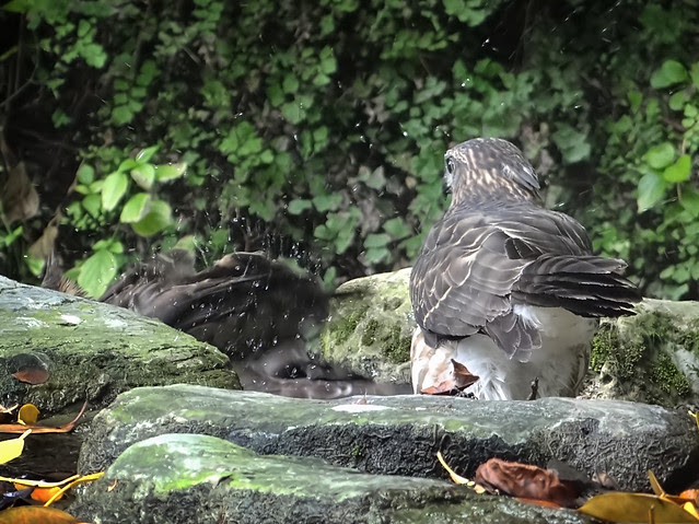 鳳頭蒼鷹/無限台南