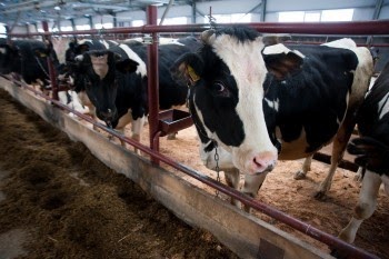 В Нижневартовском районе зафиксирована вспышка лептоспироза среди крупного рогатого скота