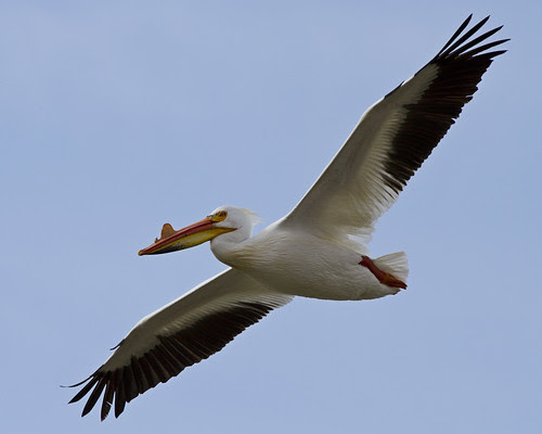Pelican In Flight
