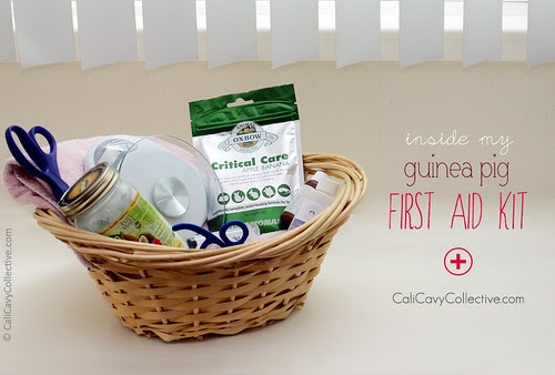guinea pig aid kit inside things emergency