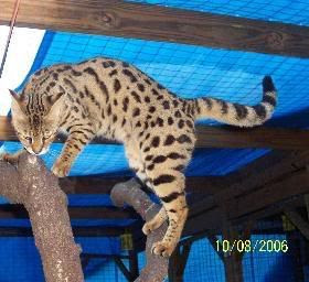 F1 Savannanh cat - Ivy