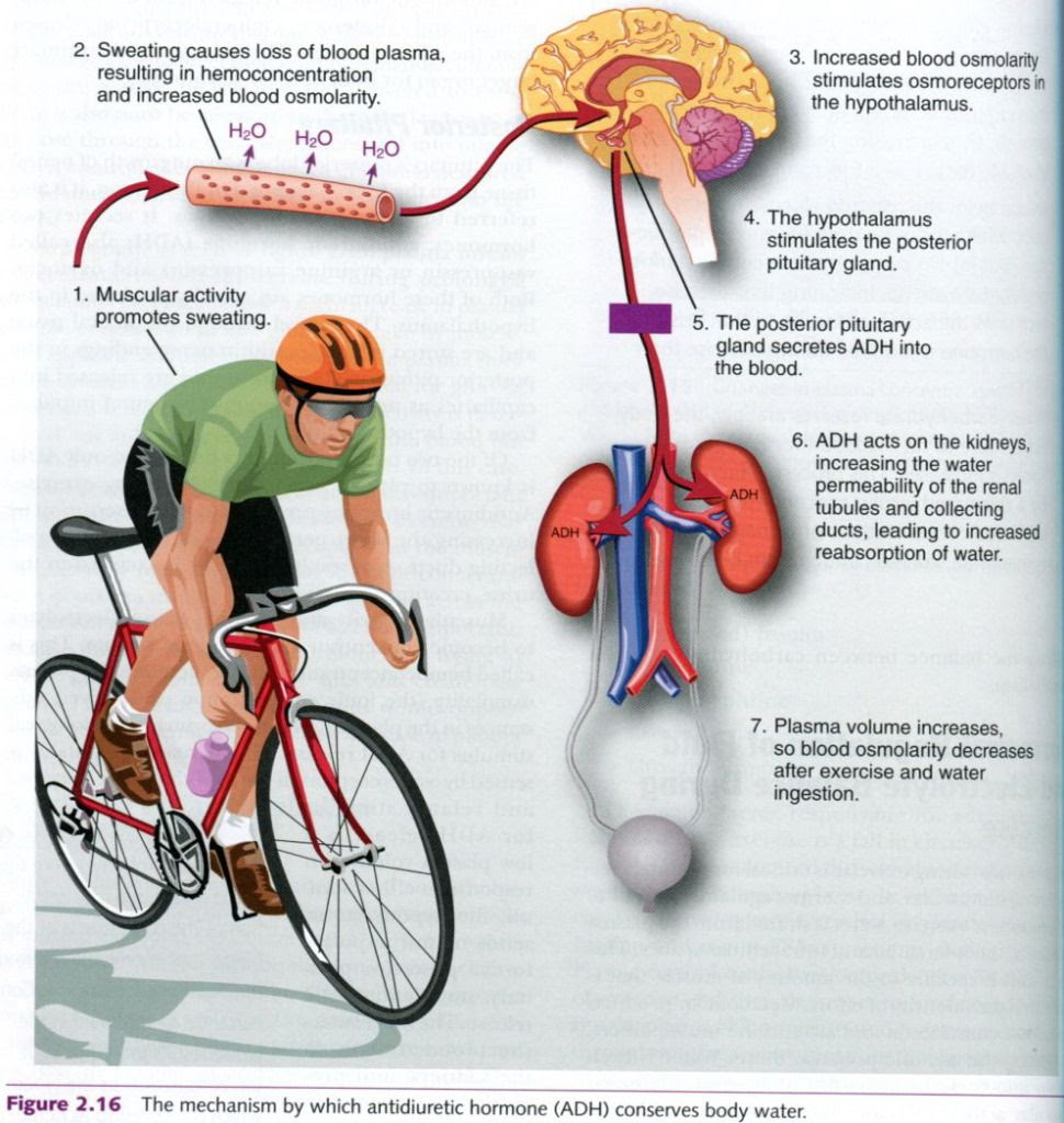 Complete Soccer Training: Hormonal regulation of fluid and electrolyte