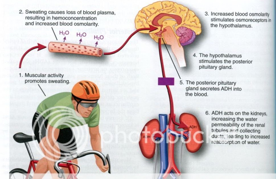 Complete Soccer Training: Hormonal regulation of fluid and electrolyte ...