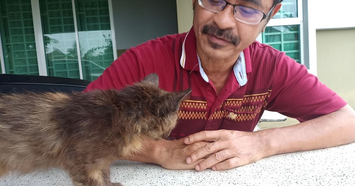 Ubat Kurap Kucing Lazada Opening x