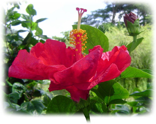 無限台南/扶桑花