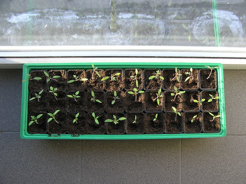 Tomatoes