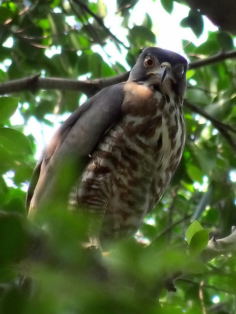 鳳頭蒼鷹/無限台南