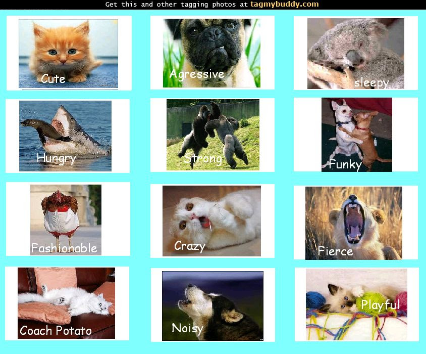 Personality In Animals - Animals Personality