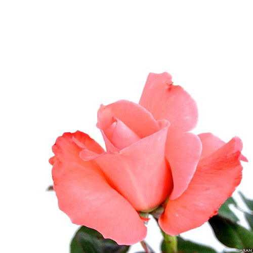 Tender Young Sensual Sweet Pink Petals Unfurl - IMRAN™ by ImranAnwar