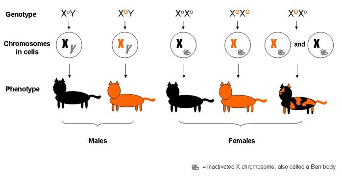 calico-cat-genetics-worksheet-lukewhitedesign
