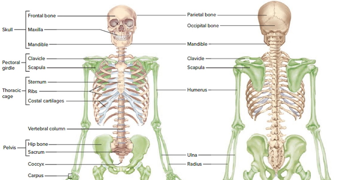 Major Bones In The Human Body / Human Skeletal System assignment Help