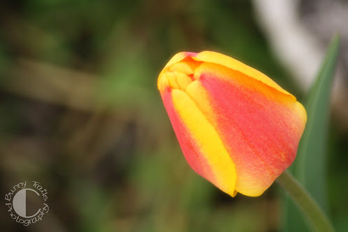 yellow orange tulip bls