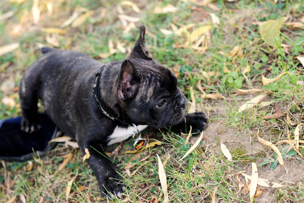 Griffin, bouledogue français