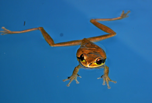 frog