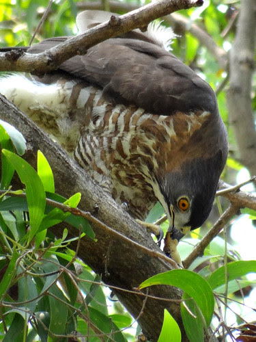 鳳頭蒼鷹/無限台南