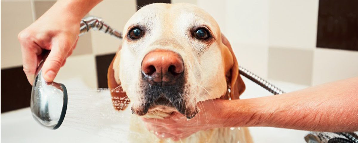 Hund Duschen Wassertemperatur