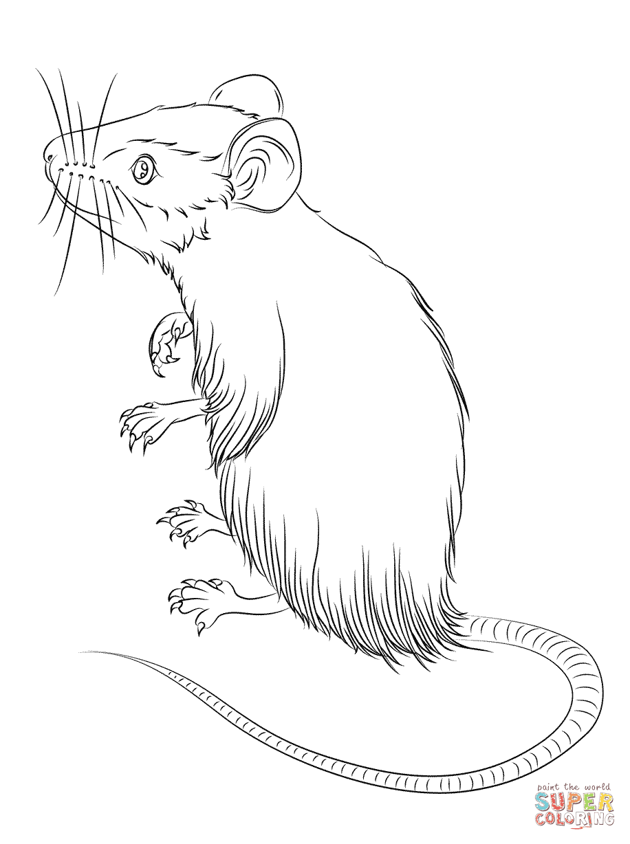 Malvorlage rennende maus Idea