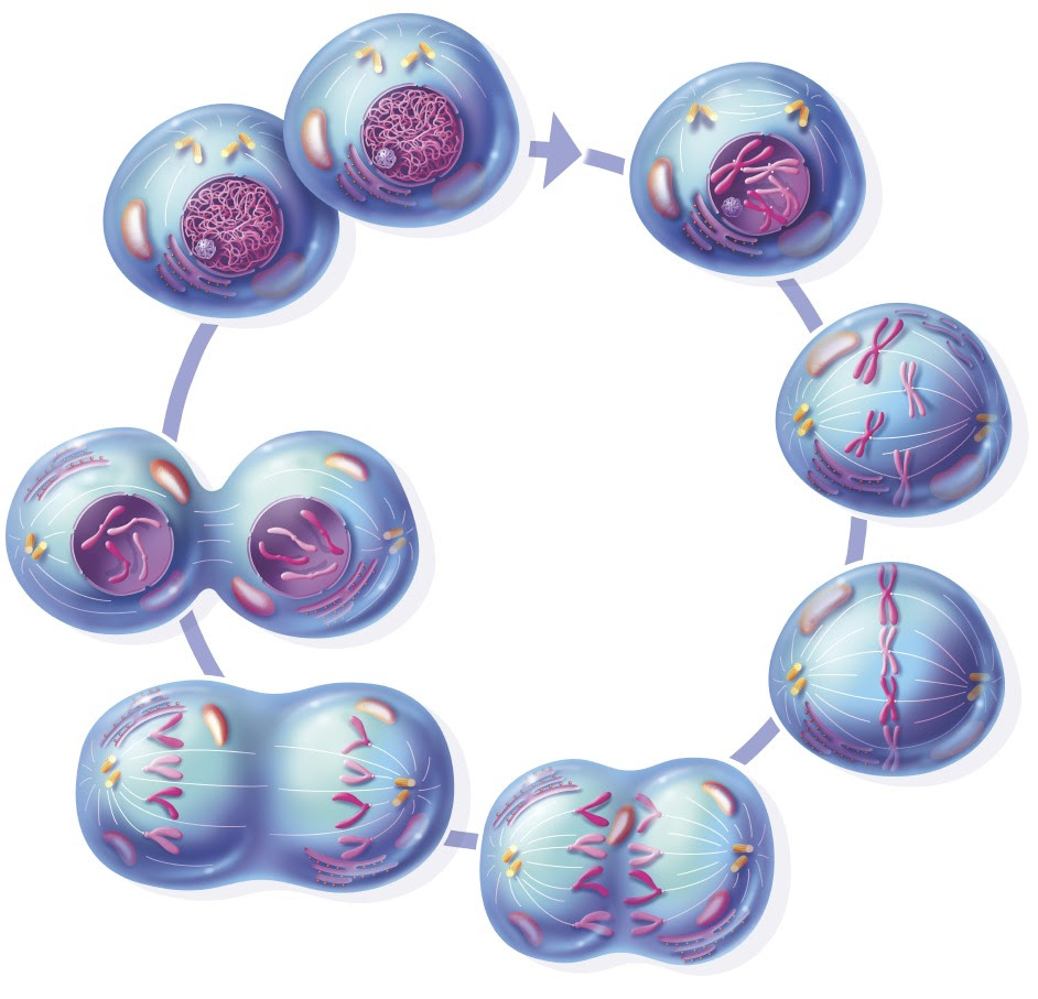 Biology Pictures: Stages of Mitosis without labels