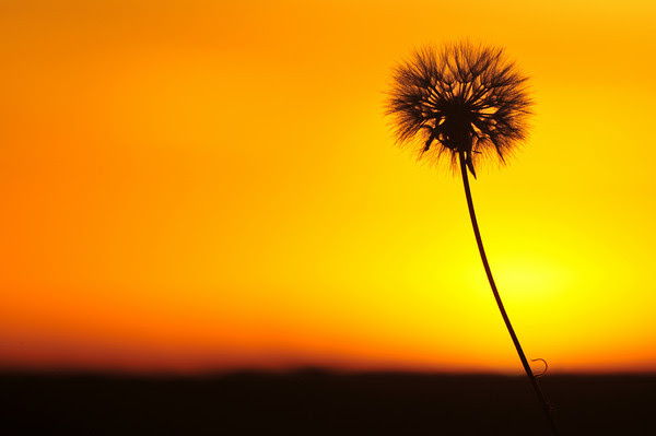 Dandelion Sunrise Dandelion Sunrise
