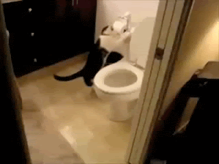 Cat Flushing A Toilet photo Cat-Flushing-Toilet.gif