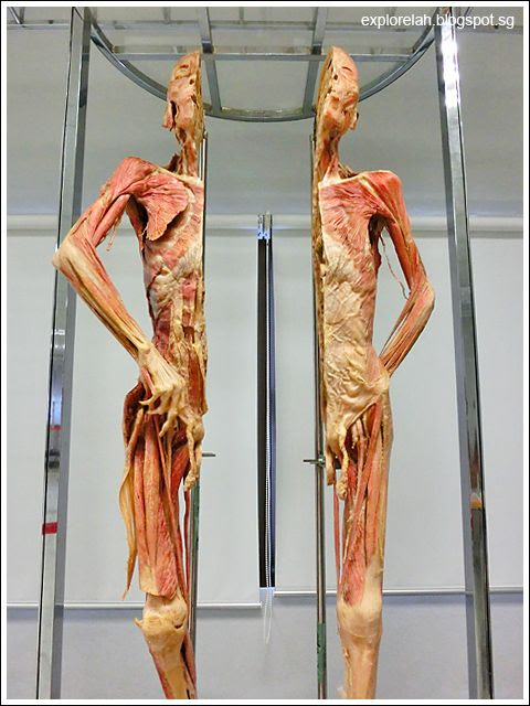 Explore Life Lah!: Bangkok - Museum of Human Body (Chulalongkorn University)