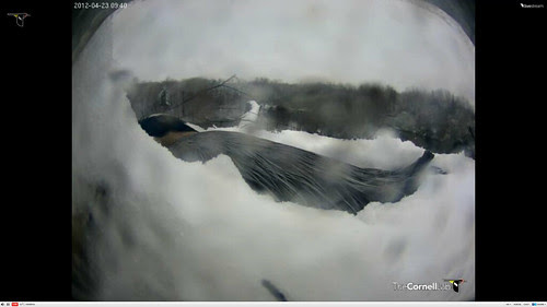 Nesting Great Blue Herons in snowstorm