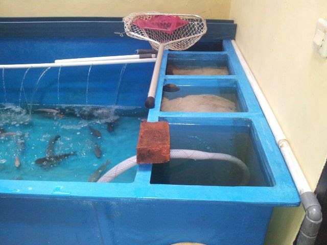 Kolam Ikan Dari Bak Plastik - Tentang Kolam Kandang Ternak