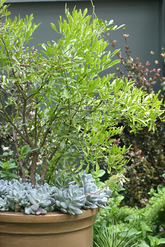 mystery graptopetalum under sophora