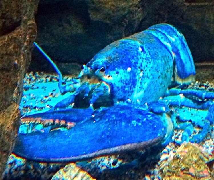 Shed With Porch: Shedd Aquarium Blue Lobster