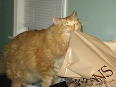 Jasper biting plastic