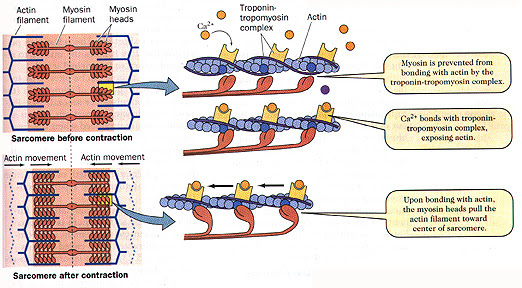 Honors Bio 2013-2014: Back from Unbounded! The week of Mar. 4-7