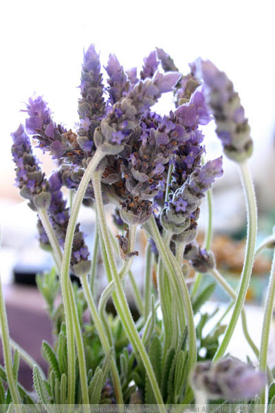 Lavender bunch