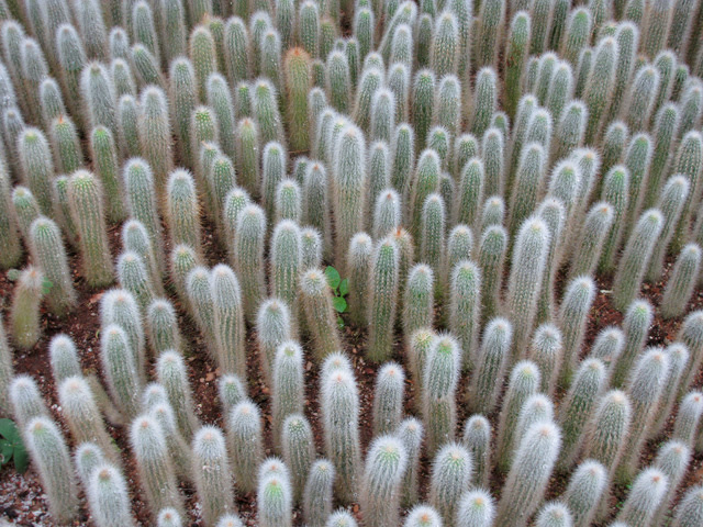 Fuzzy cactus