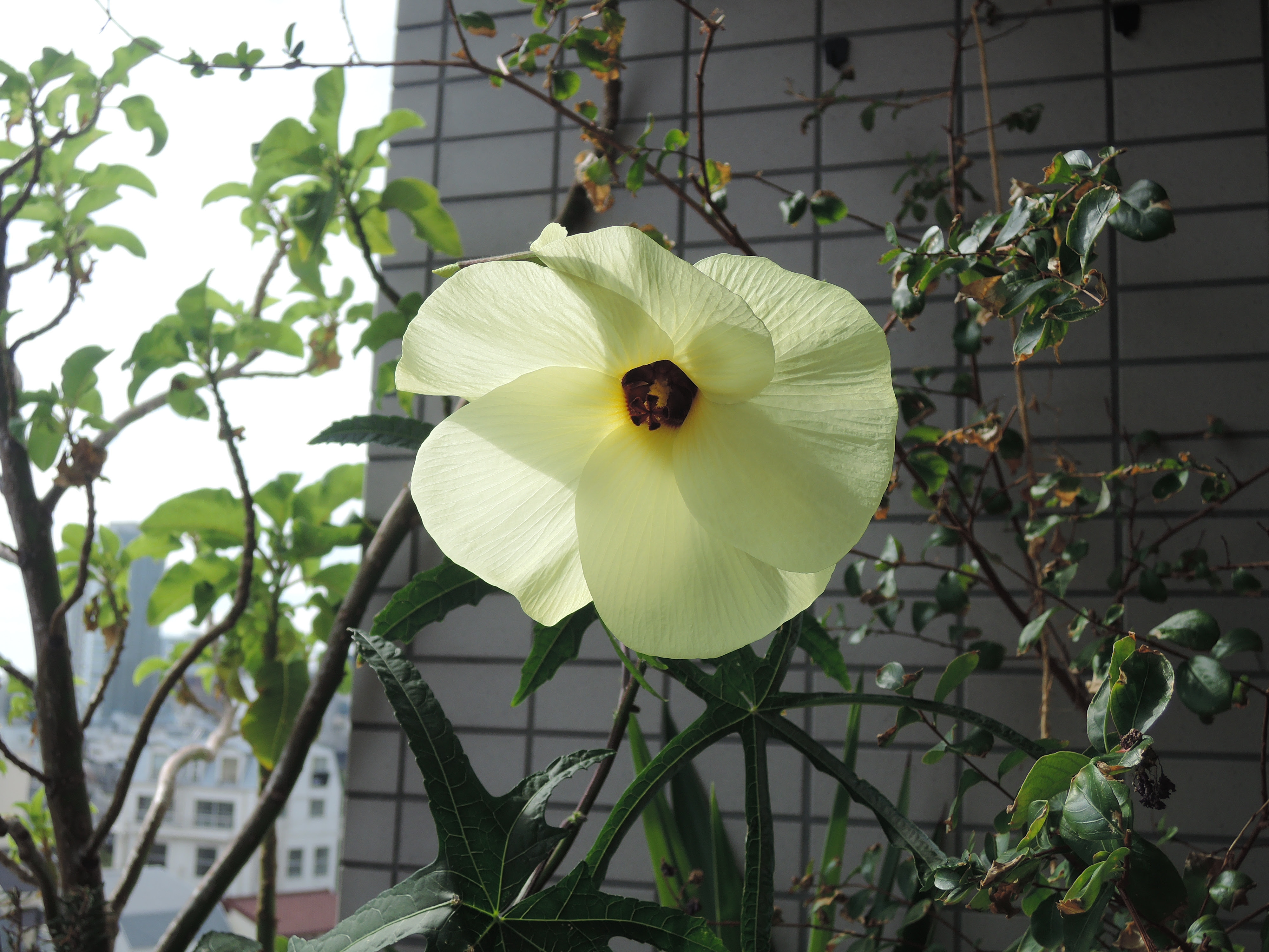 これまでで最高の花 一輪 に 飼い なら され る 最高の引用