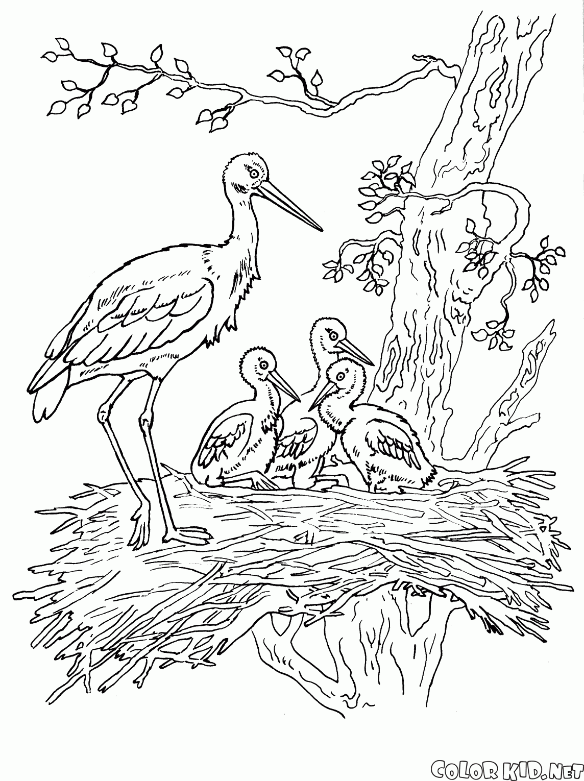 Elegante Disegni Pulcini Da Colorare E Stampare | Migliori ...