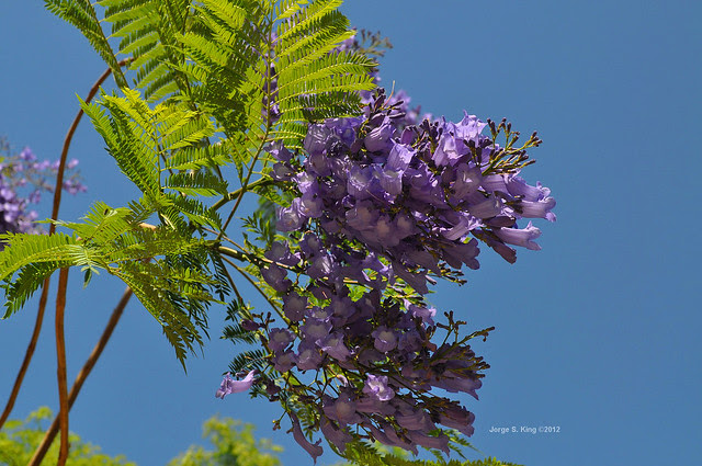 Jacarandá V - Jacaranda mimosifolia