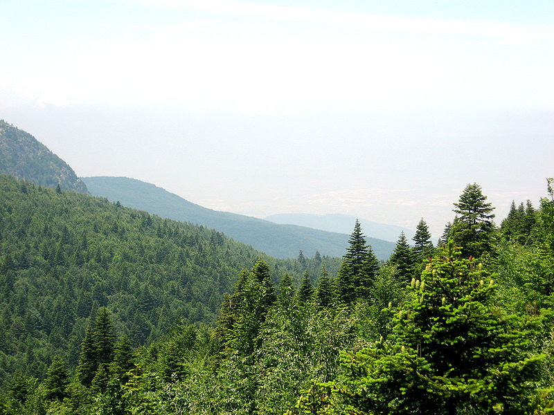 ملف:Abies nordmanniana Uludag 3.jpg