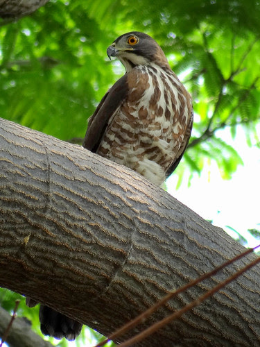 鳳頭蒼鷹/無限台南