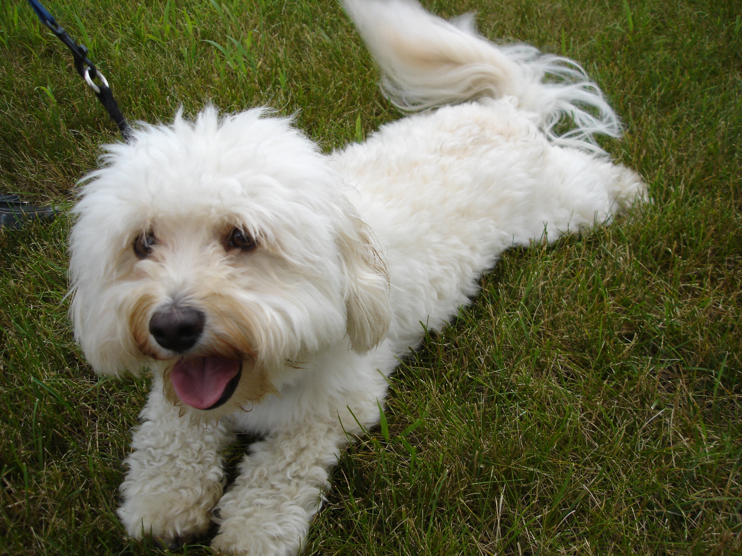 Havanese Puppies, Rescue, Pictures, Information, Temperament, Characteristics Animals Breeds Havanese Puppies, Rescue, Pictures, Information, Temperament, Characteristics Animals Breeds