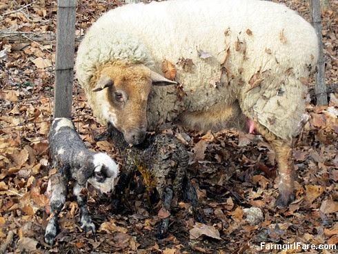 Helga cleaning up her newborn lambs (17) - FarmgirlFare.com