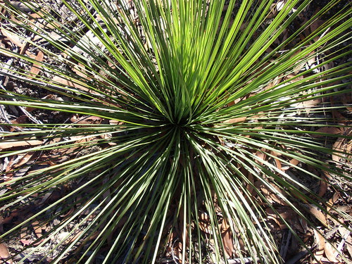 Spiney grass
