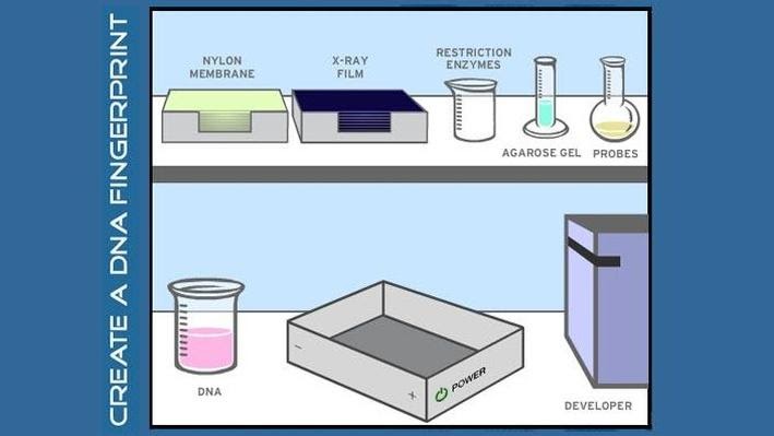 Dna Fingerprinting And Paternity Answer Key : Dna Fingerprinting