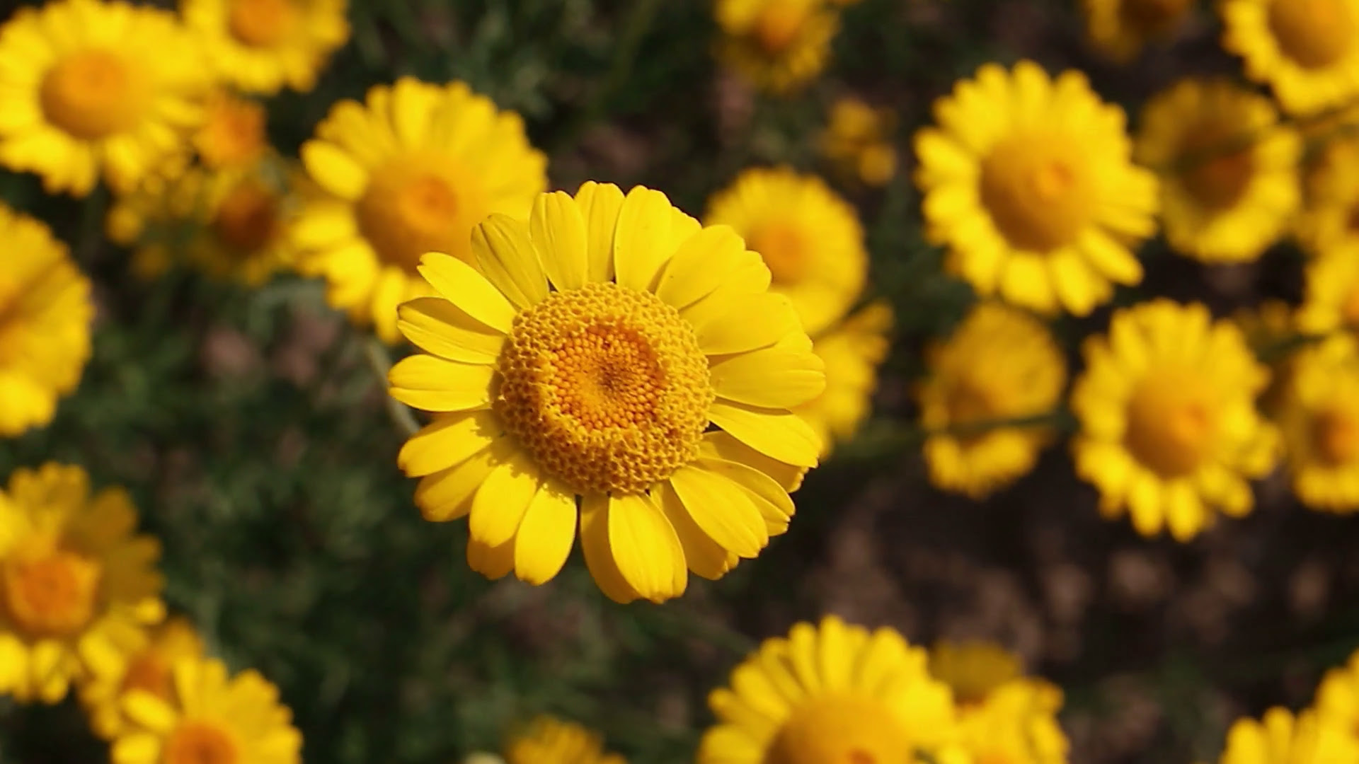Yellow Daisy Flower Images as Best HD Wallpapers for ...