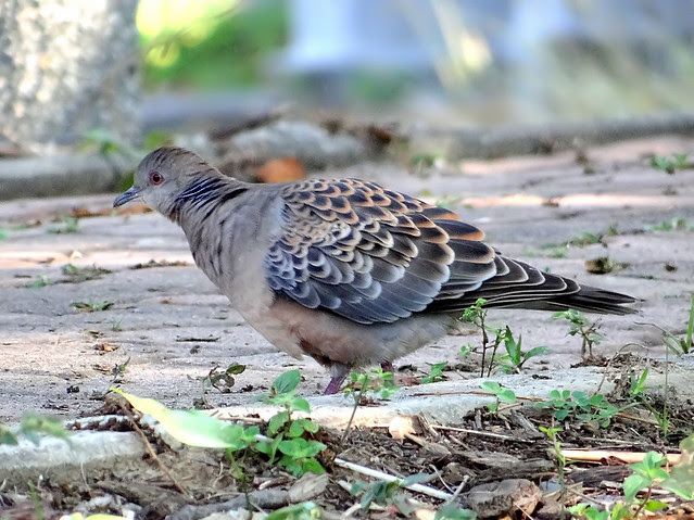 金背鳩/無限台南