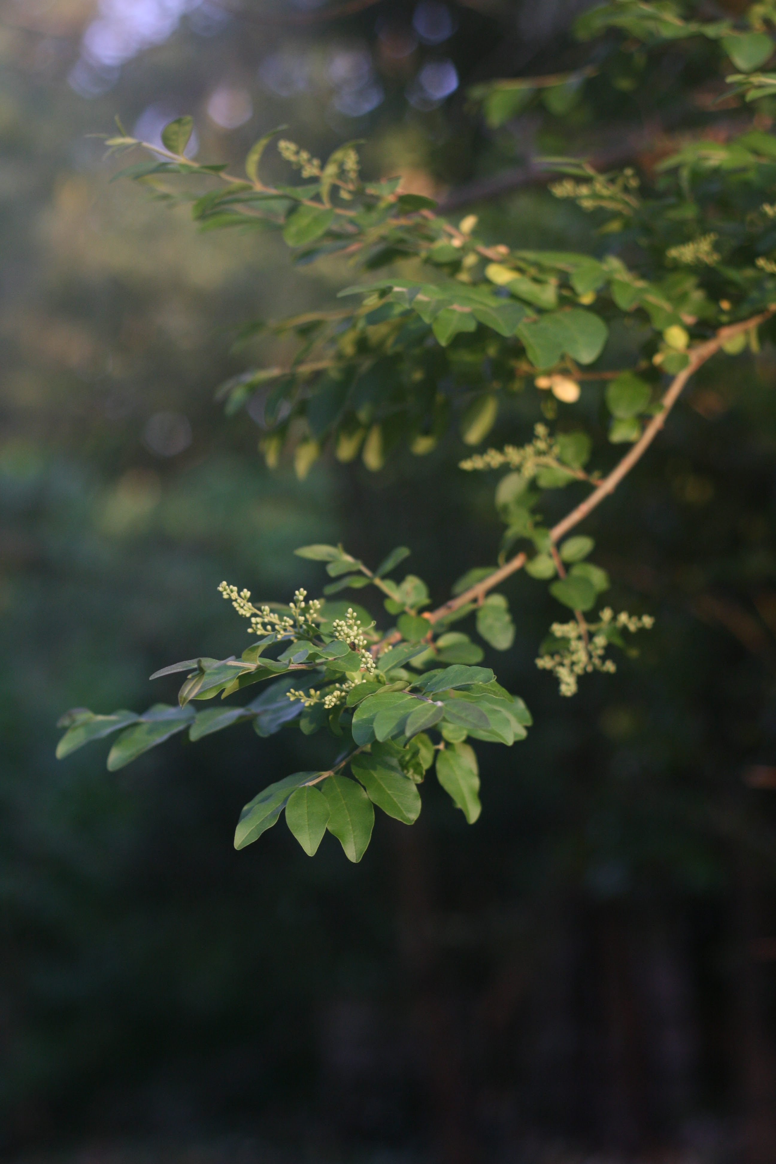 summer leaves in fog