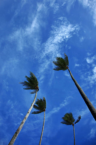 IMG_3098-w Coconut Tree
