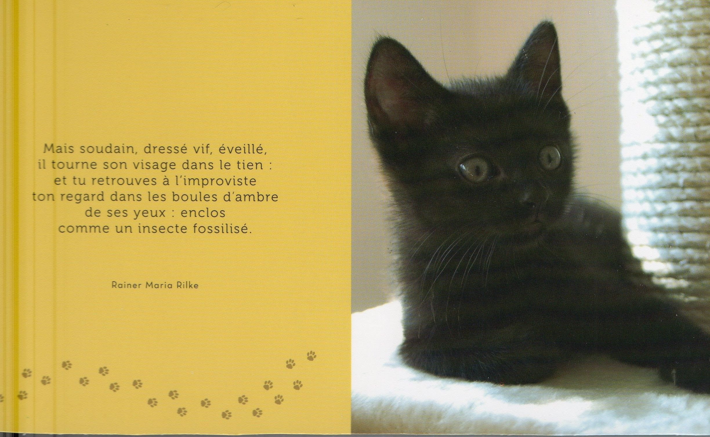 21++ Citation Yeux Chat