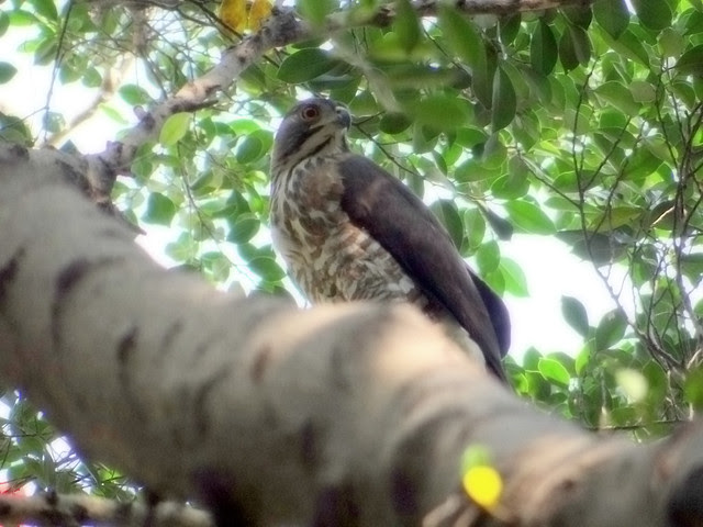 鳳頭蒼鷹/無限台南