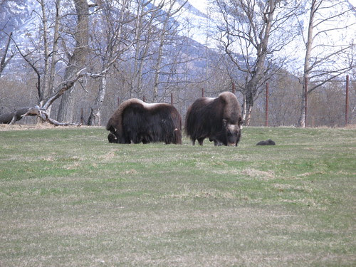 Musk Ox Farm